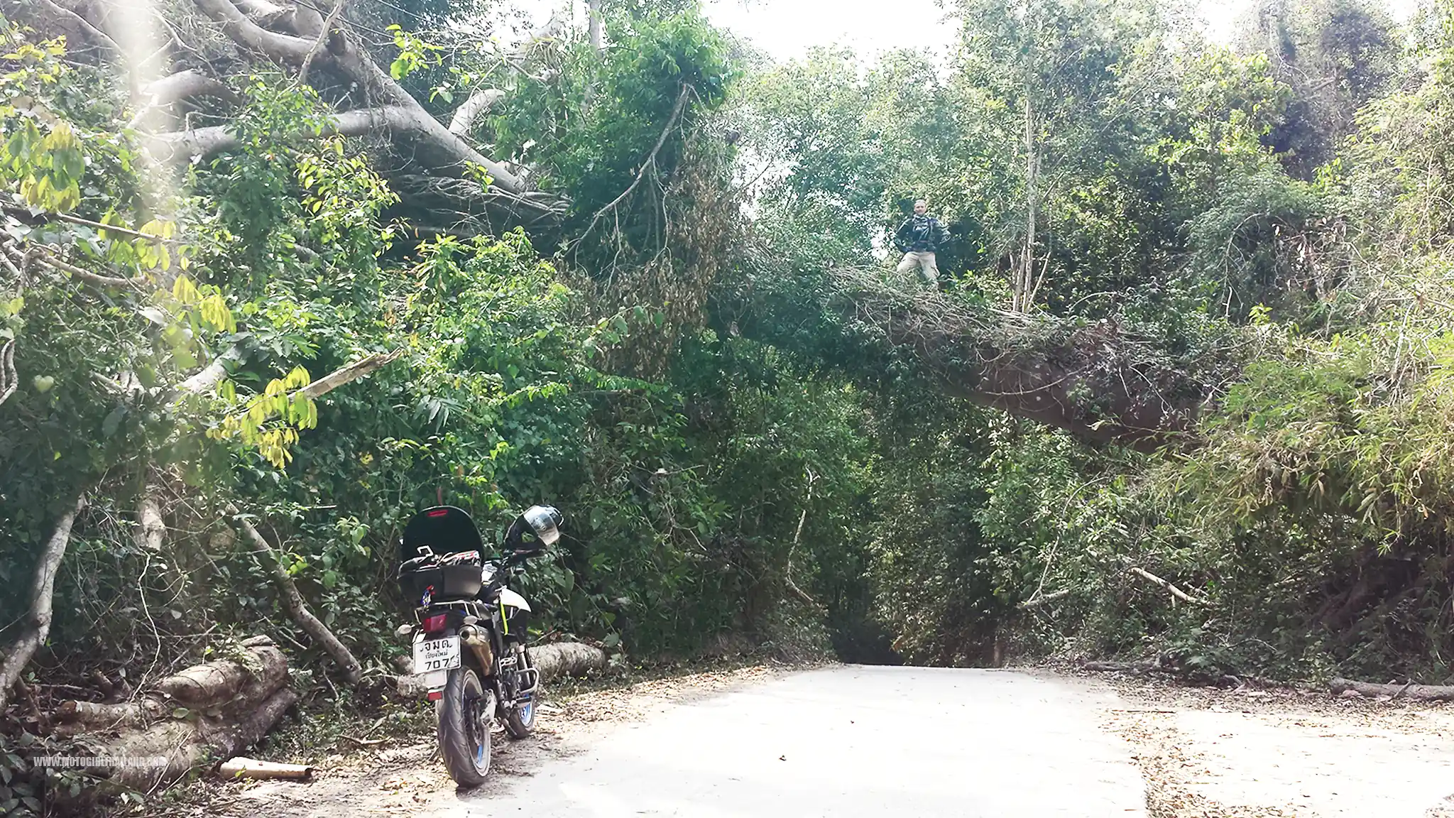 Samoeng Fallen Tree