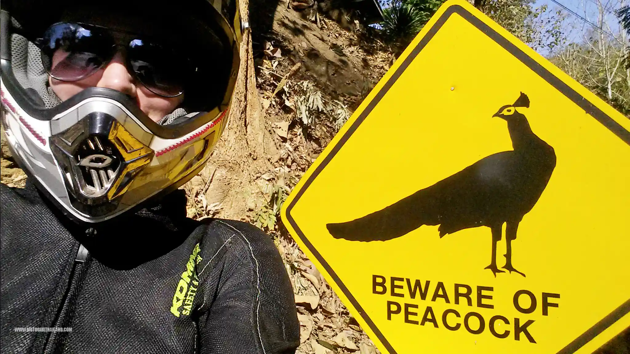 Samoeng Beware of Peacock Sign