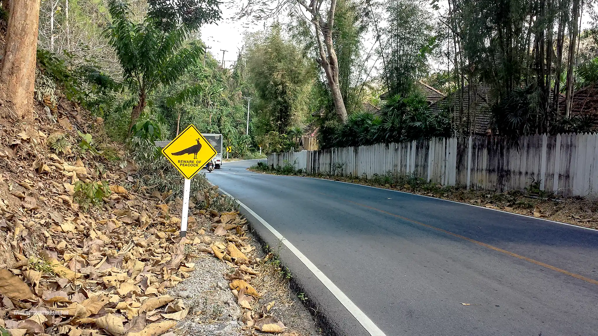 Samoeng Beware of Peacock Sign