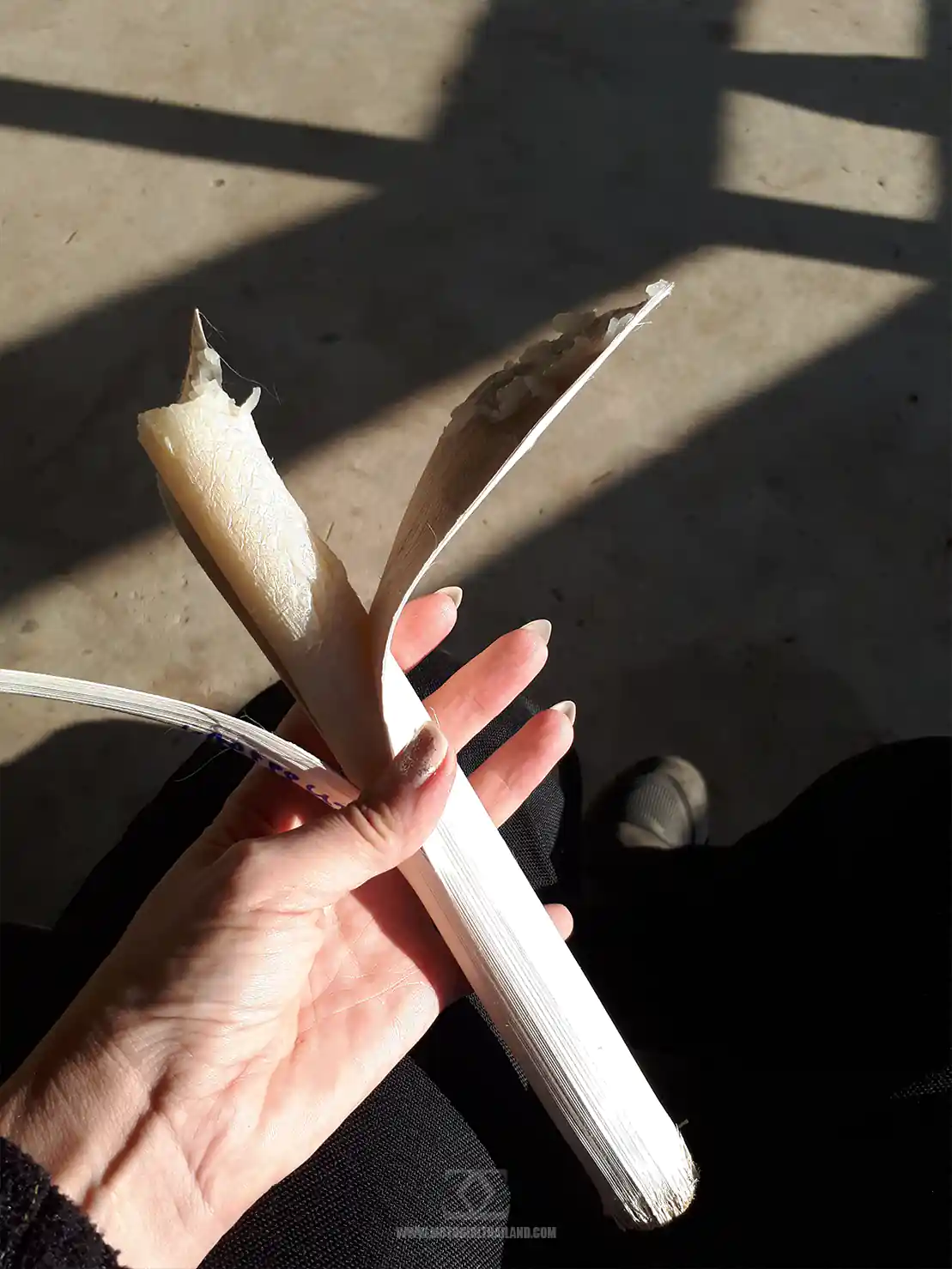 Bamboo Sticky Rice