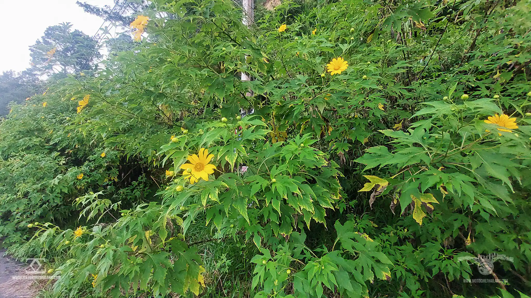 Samoeng Forest Mexican Sunflowers