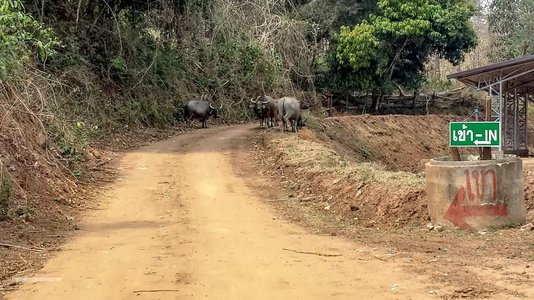 Samoeng Hot Springs Buffalo Thou Shall Not Pass
