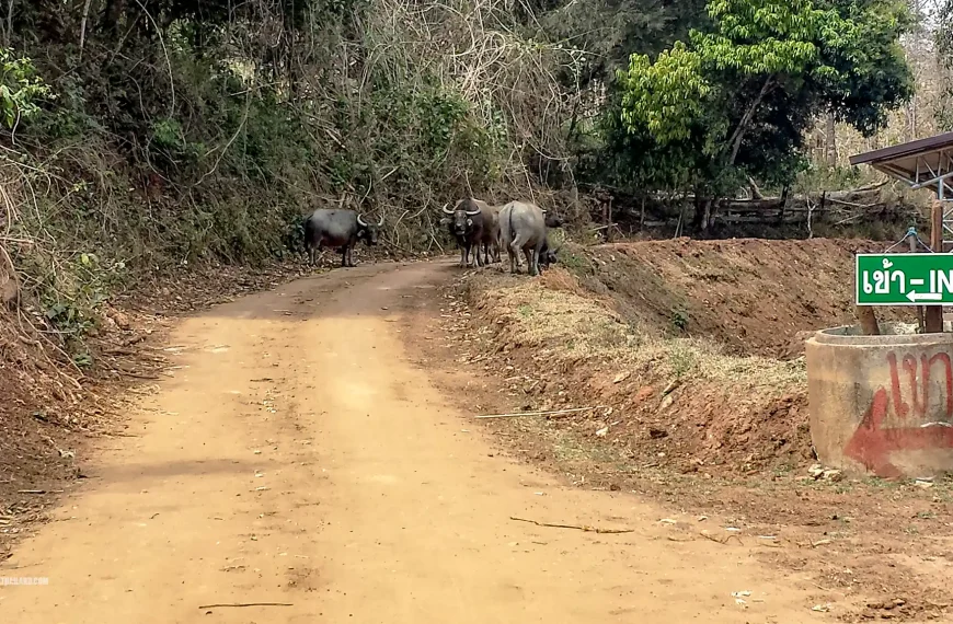 Samoeng Hot Springs Buffalo Thou Shall Not Pass