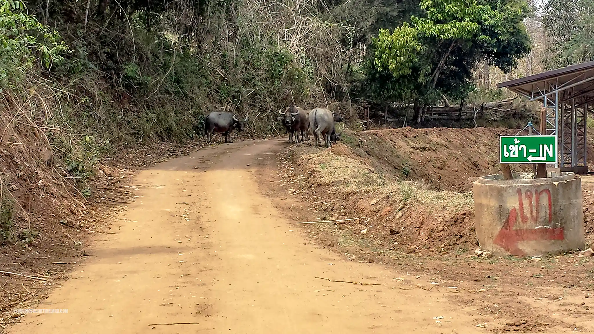Samoeng Hot Springs Buffalo Thou Shall Not Pass