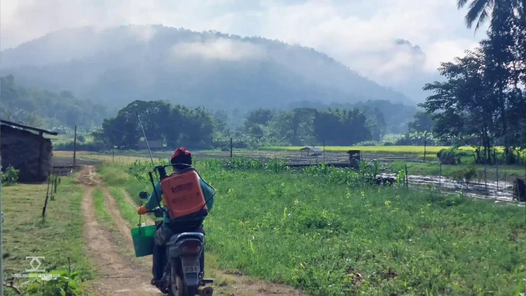 Samoeng Tai Farmer