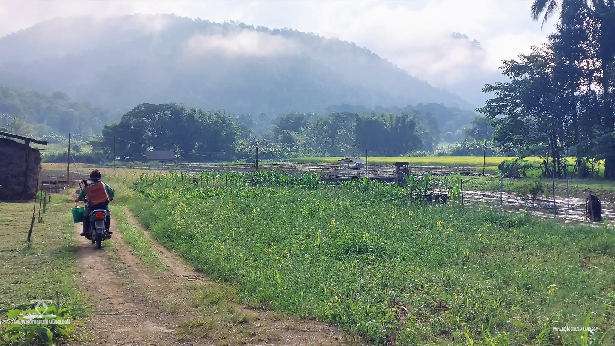Samoeng Tai Farmer