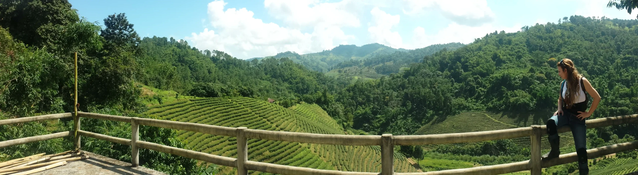 Scenic Rice Paddy Fields