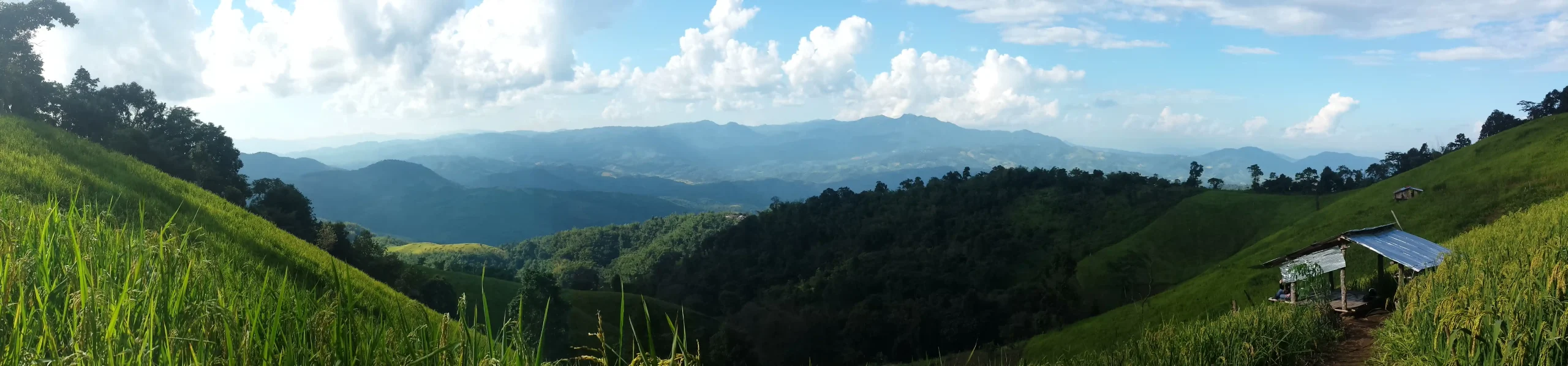 Scenic Rice Paddy Fields