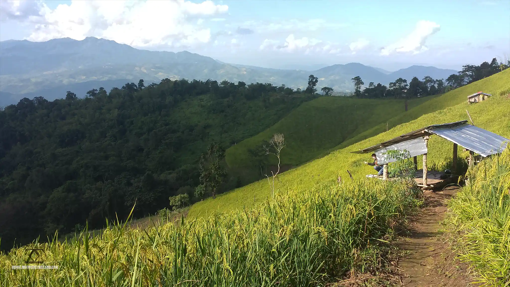 Scenic Rice Paddy Fields