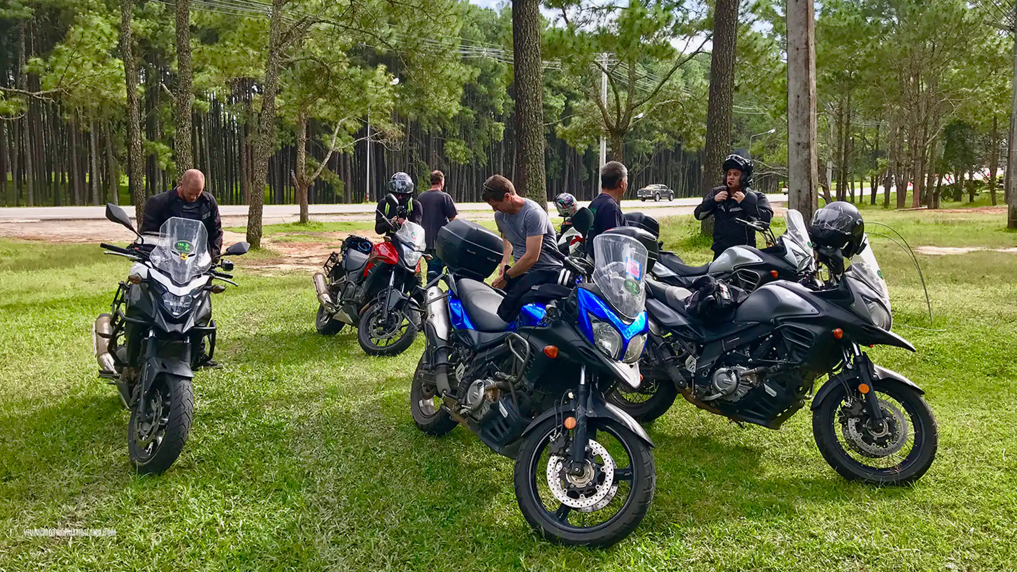 Ride Pine Trees