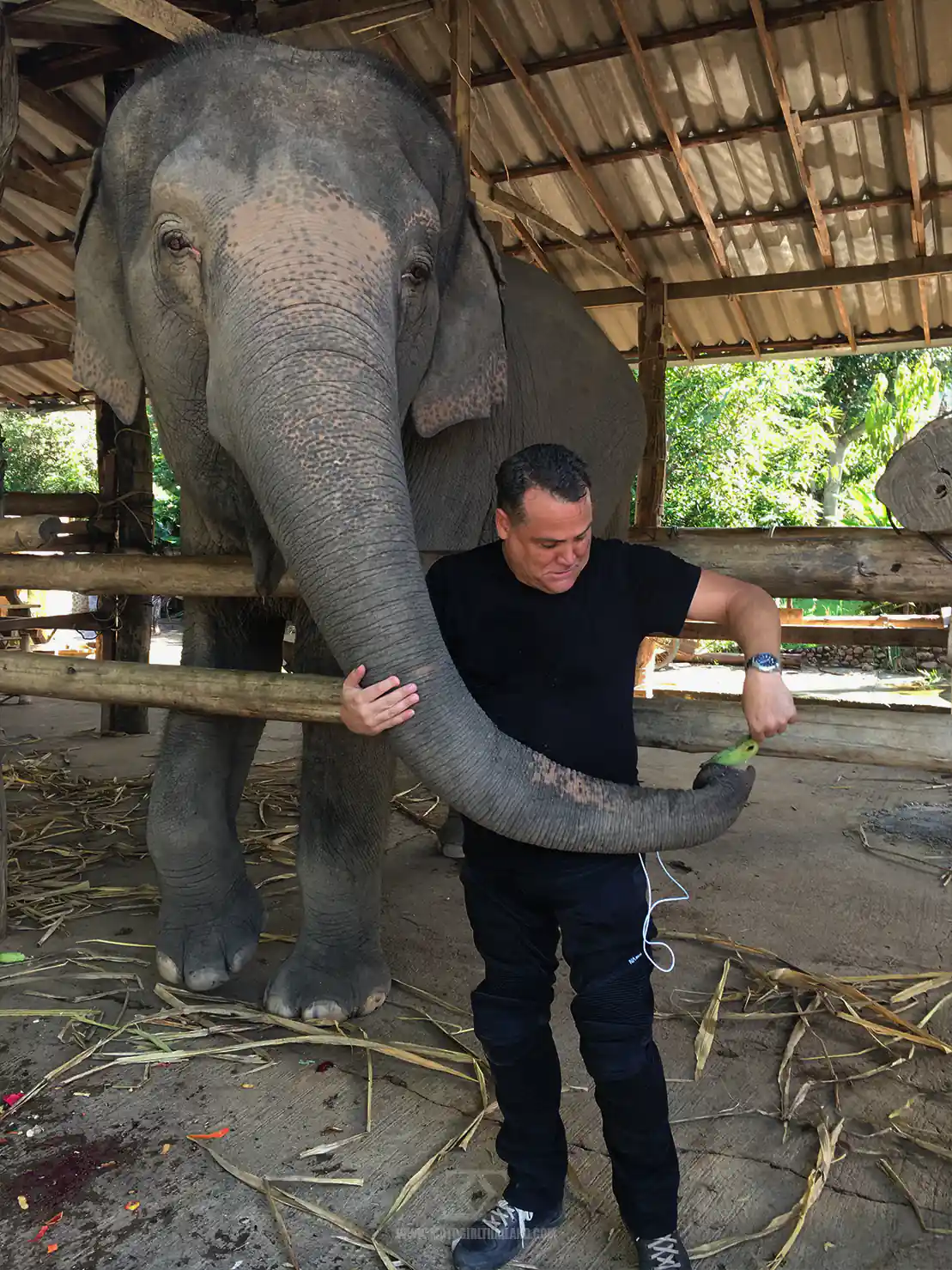 Thoms Elephant Camp Pai