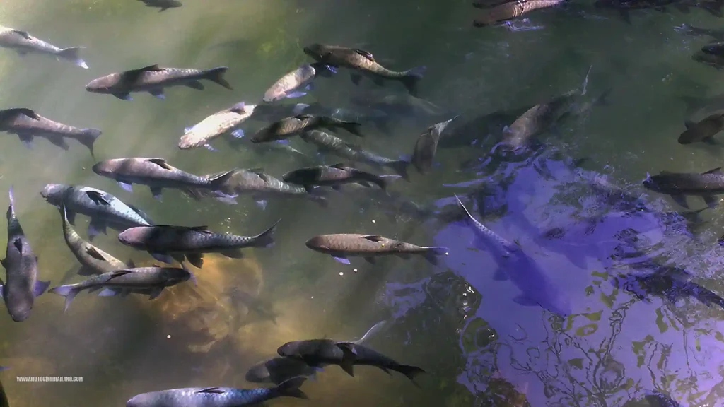 Thampla Fish Park