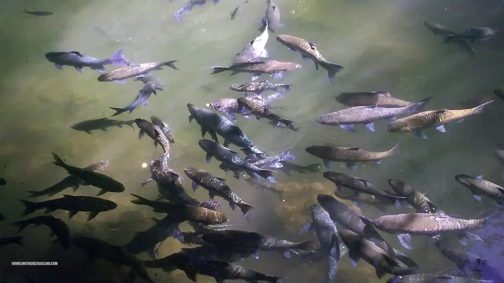 Thampla Fish Park