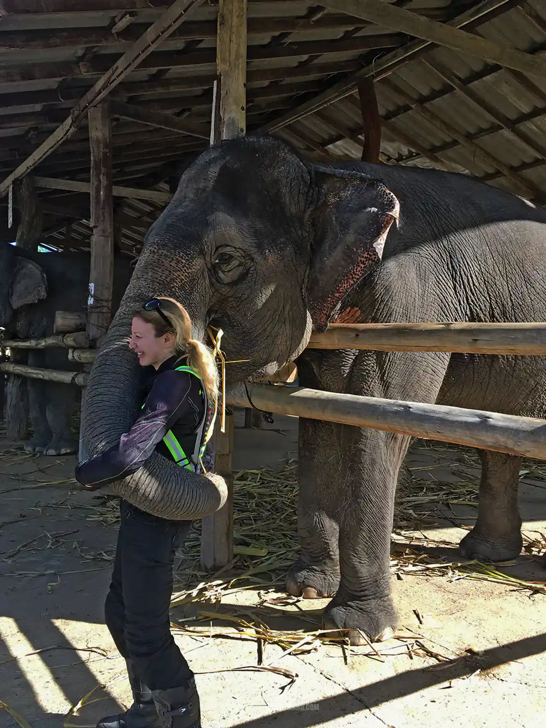 Thoms Elephant Camp Pai