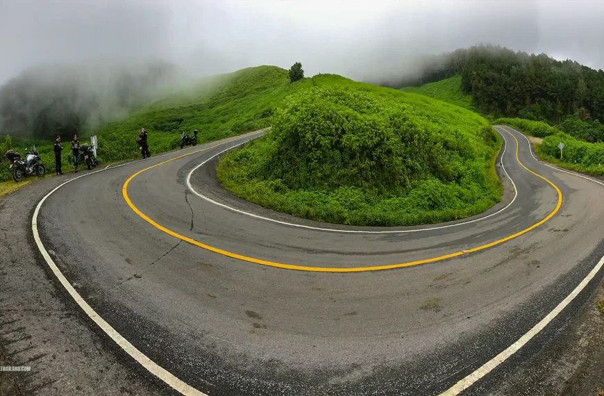Tong Bua Tong Doi Mae U Kho Sunflowers