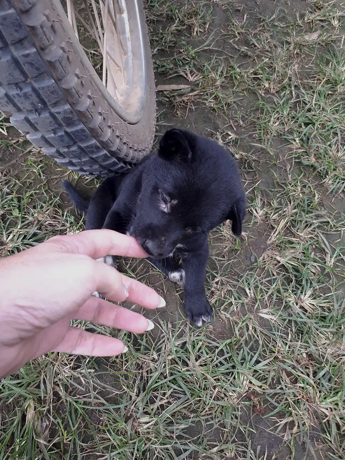 Puppy