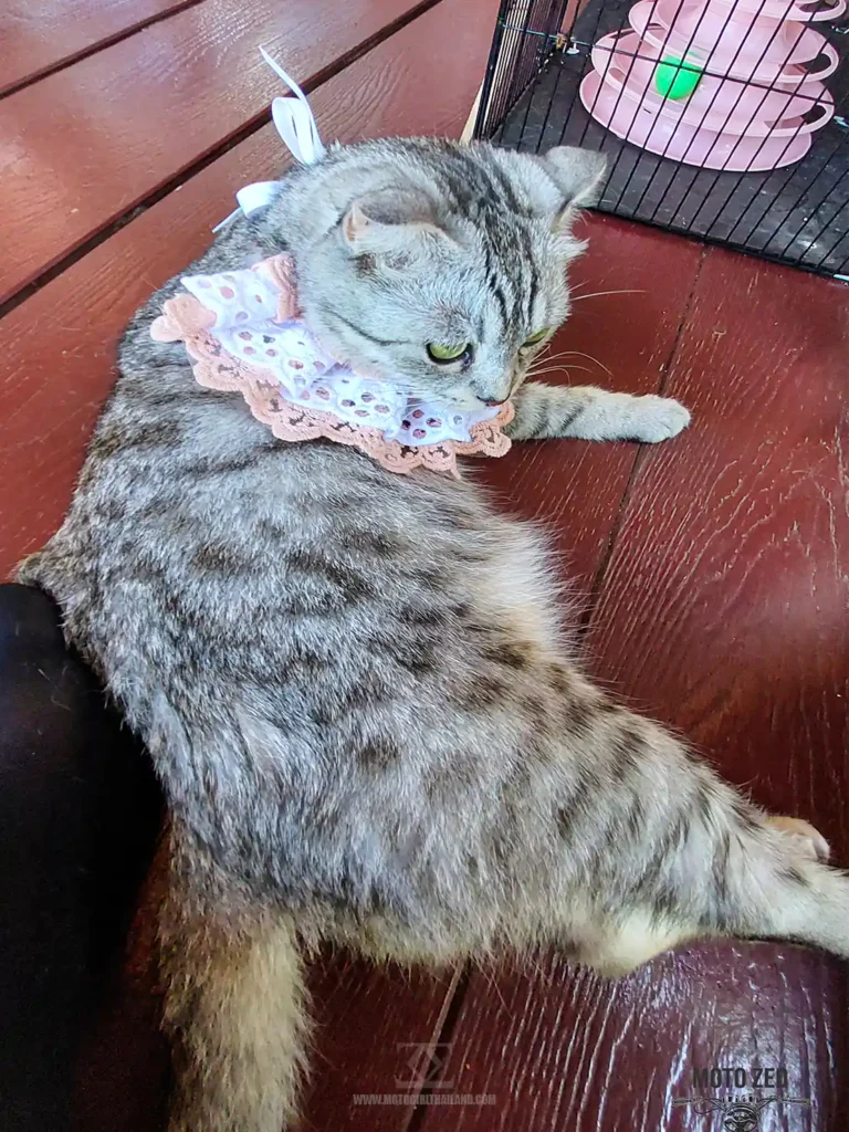 lan View Coffee Cat