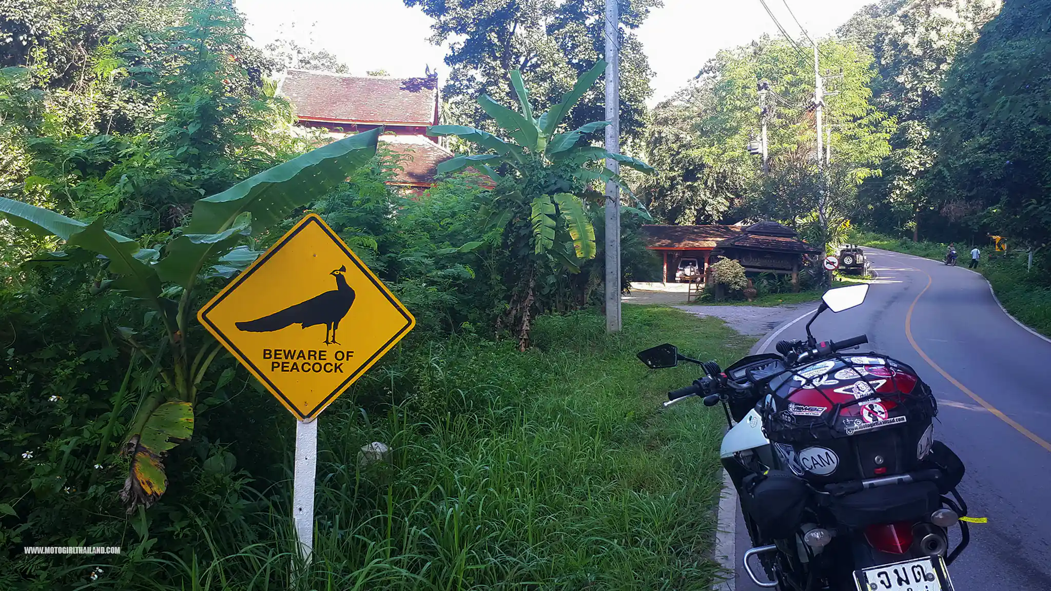 Peacock Sign